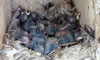 Pygmy Nuthatch nestlings, photo by Linda Violett