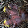 Starling nestlings.  Photo by Bet Zimmerman