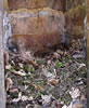 Tufted Titmouse nest, Bet Zimmerman photo