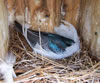 Incubating female Tree Swallow on nest. Photo by Bet Zimmerman