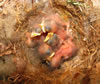 Tufted Titmouse nestlings, Bet Zimmerman photo