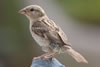 House Sparrow adult female.  Photo by Dave Kinneer.
