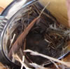 Mountain Bluebird nestlings.  Zell Lundberg photo