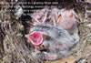 Cowbird nestling in Carolina Wren nest.  Keith Kridler photo
