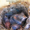 Cowbird nestling in Carolina Wren nest.  Elizabeth Young photo  