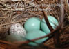 Cowbird egg in bluebird nest. Lara Hampton photo