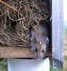 Adult mouse jumping out of nestbox.  Bet Zimmerman photo