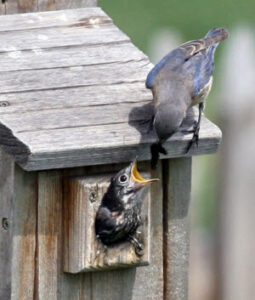 Female Eastern Bluebird feeding nestling. Photo by David Kinneer