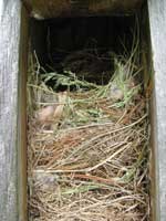 House Sparrow nest. Photo by Bet Zimmerman