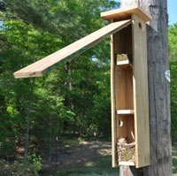TUTI nest in Flying Squirrel box. Photo by Keith Kridler.