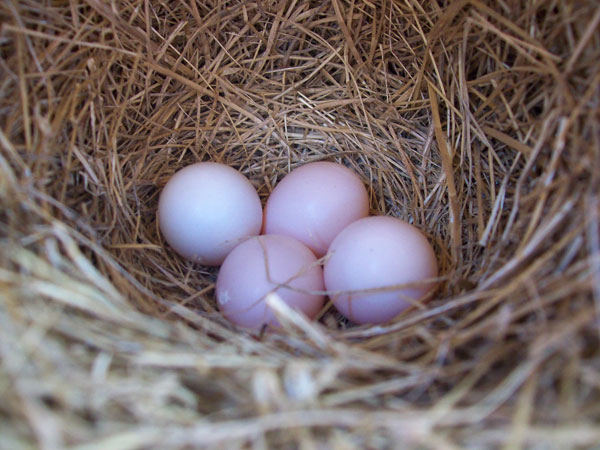 Pink bluebird eggs. Photo by Norma Guidetti