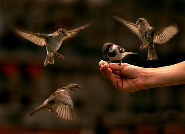 House Sparrows in flight. PHoto by Lisa Solonynko