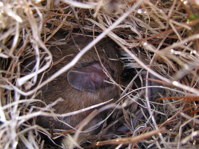 Mouse in bluebird nest. Photo by Bet Zimmerman.