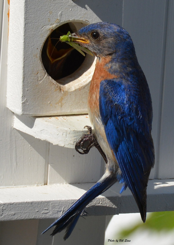 Male Eastern Bluebird, photo by Bill Sims