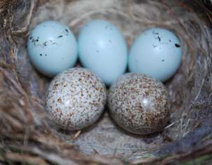 cowbird eggs in HOFi nest. Photo by Margot Prymas
