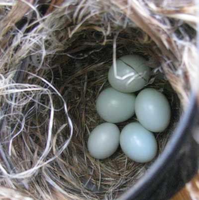 Moutain Bluebird Nest. Photo by Bet Zimmerman