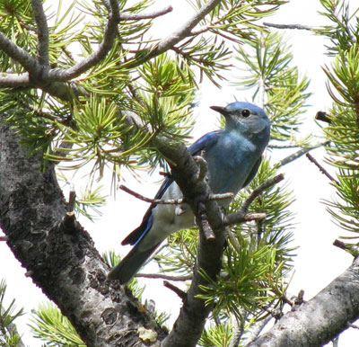 Mountain Bluebird Male. Photo by Bet Zimmerman Smith
