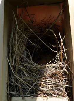 HOSP nest in box