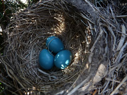 Robins eggs, photo by Bet Zimmerman
