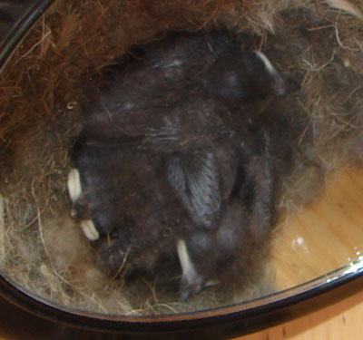 ATFL nestlings 4 days old. Zell Lundberg photo