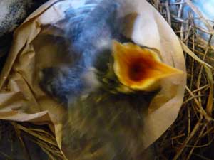 orphaned American Robin begs for food. Photo by Bet Zimmerman