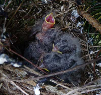 HOFI nestling gaping. Photo by Bet Zimmerman