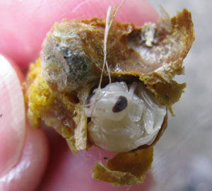 Bumblebee larva