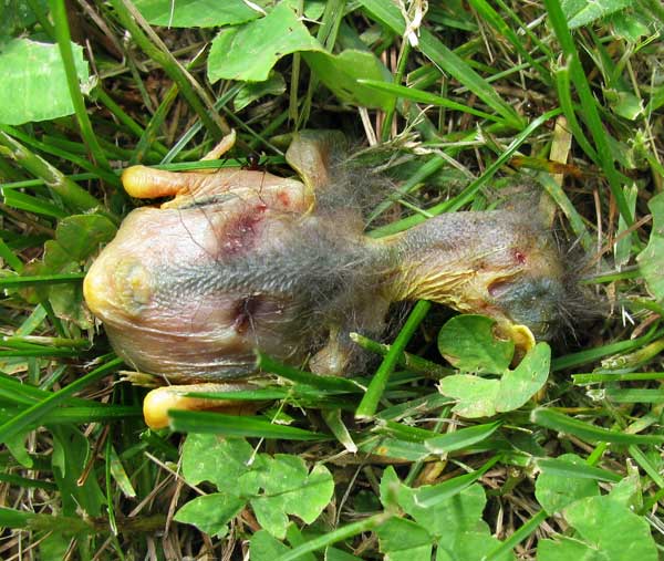 Dead nestling found on ground, killed by HOSP. Photo by Bet Zimmerman.