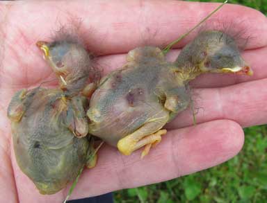 Dead bluebird nestlings, killed by House Sparrows.  Photo by Bet Zimmerman