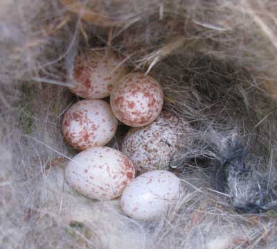 cowbird egg in BCCH nest. Photo by Bet Zimmerman