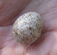 cowbird egg. photo by bet zimmerman