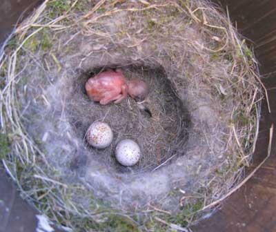 cowbird nestling in bcch nest. Photo by Bet Zimmerman