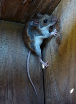 mouse in nestbox