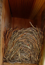 nest in a Troyer box.  Zimmerman photo