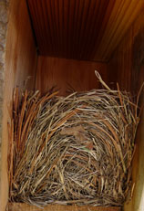 nest in a Troyer box. Zimmerman photo