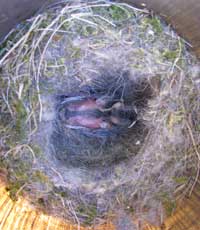 cowbird nestling in bcch nest