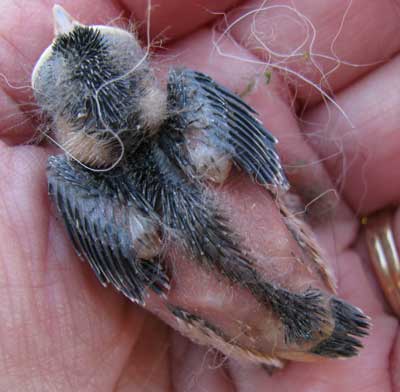 cowbird nestling. Photo by Bet Zimmerman