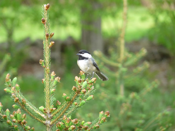 Black-capped Chickadee. Photo by Bet Zimmerman, 05/2010