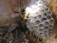 paperwasps in nestbox. zimmerman.