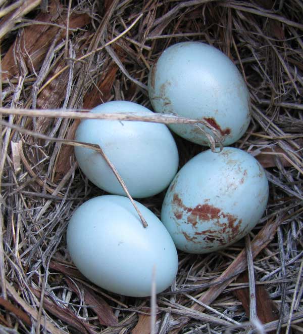 bloody bluebird eggs (WEBL). Zimmerman