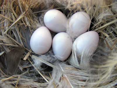 TRES nest in Bickleton WA. Bet Zimmerman photo