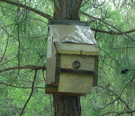 Video by Paul and Austin Murray of Titmouse nesting