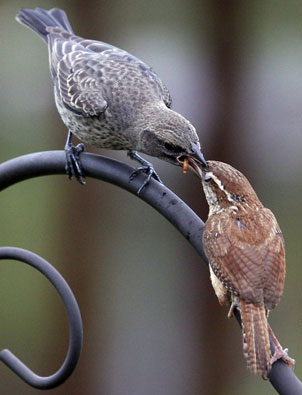 Carolina Wren adult feeding cowbird. Photo by Dave Kinneer.