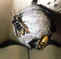 Aerial Yellowjacket. Photo by Howard Ensign Evans, Colorado State University, Bugwood.org