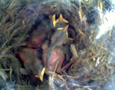 WBNU nestlings. Photo by Paul Murray.