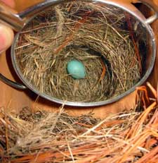 EABL nest. Photo by Jeff Kellog.