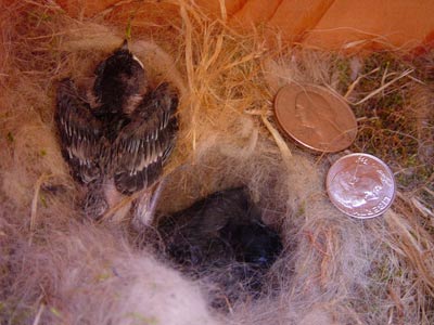 12 day old chickadees. Photo by Linda Moore.