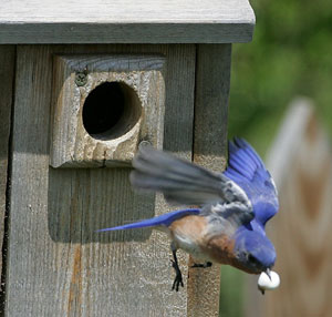 Male bluebird removing fecal sac. Photo by Dave Kinneer.