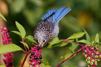 Juvenile eating pokeweed. Photo by David Kineer.