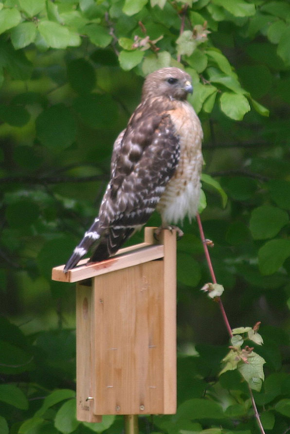 Red-shouldered Hawk on Nestbox. Photo by Linda Ruth.